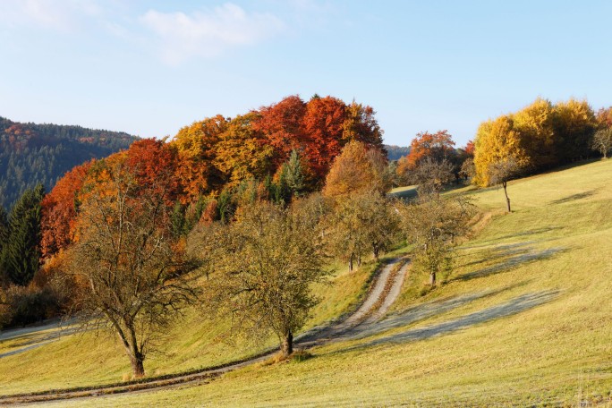 A scenic hillside featuring vibrant autumn foliage in shades of red, orange, and yellow. The landscape includes scattered trees and a winding dirt path leading through the grassy terrain. The setting is serene and captures the essence of fall in a rural environment.